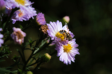 Hoverfly on a delicate pink flower collecting pollen. Macro shot of an insect