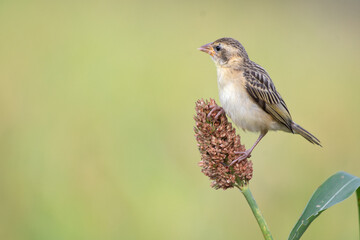 the beautiful, vibrant baya weaver perched on a tall, green stalk. The background is soft, blurred green with some out of focus plants in the background.