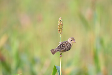the beautiful, vibrant streaked weaver perched on a tall, green stalk. The background is soft, blurred green with some out of focus plants in the background.