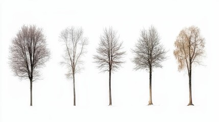 Fototapeta premium The image displays five trees in varying stages of seasonal change, illustrating the transition from winter to spring.
