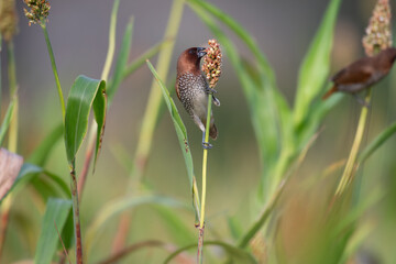 The vibrant, small scaly breasted munia is perched on the top of seeds with carrying seed in the mouth with blurred background and leaves.