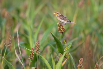 the beautiful, vibrant baya weaver perched on a tall, green stalk. The background is soft, blurred green with some out of focus plants in the background.