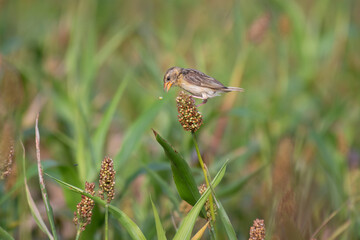 the beautiful, vibrant perched on a tall, green stalk. The background is soft, blurred green with some out of focus plants in the background.