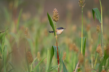 the beautiful, small, vibrant ashy prinia perched on a tall, slender stem with a cluster of seeds at the top. The background is blurred , suggesting a field of tall grasses or reeds.