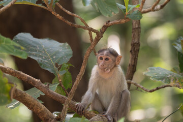 Fototapeta premium the beautiful monkey perched on a tree branch with mouth full of food. The background is with leaves and branches with blurred green in color.