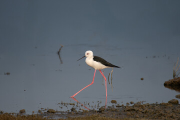 A vibrant Black winged stilt waking on the water with long, slender, pink legs with blurred background.
