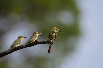 The beautiful mother and two babies of Asian green bee eaters perched on a tree branch with blurred background.