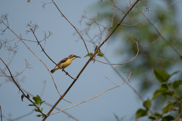 The beautiful small purple sunbird perched  on a thin branch. The background is soft, blurred out of focus with other branches and blue sky.