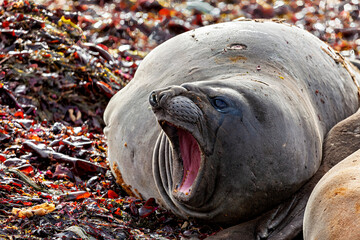 The wild Seals of Antarctica
