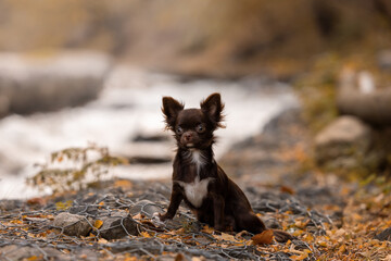 Fototapeta premium Small cute chocolate Chihua-hua dog in an autumn landscape