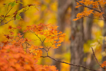 美しい紅葉