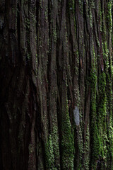 苔の生えたスギの木の表面