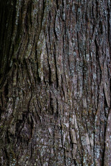 苔の生えたスギの木の表面