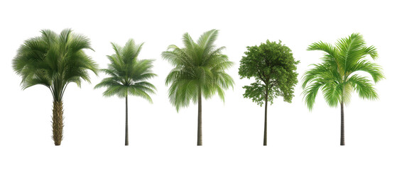 A row of palm trees are shown in various sizes and positions. transparent background