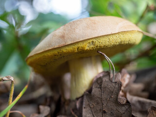 Close up image of a a Bay Bolete (Imleria badia) edible mushroom