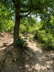 Obraz premium Ascending trail to Ciucaru Mare mountain, Romania