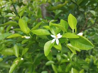 Fresh green lime leaves in garden. Food ingredient, Organic farm plant 