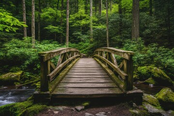Obraz premium A wooden bridge leads into a dense green forest.