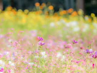 Fototapeta premium 秋の公園や花壇を彩るコスモスのある風景。背景。自然風景素材。