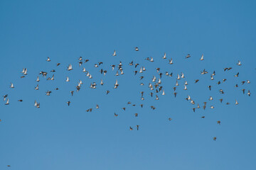 Alpenstrandläufer im Flug an der Ostsee