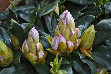 Bourgeonnement de rhododendron