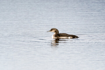 Eistaucher (Gavia immer) im Herbst in Schweden	
