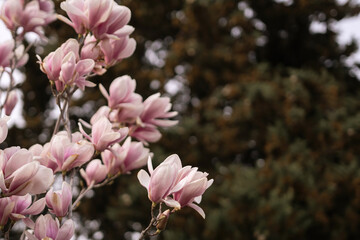 Magnolia Sulanjana flowers with petals in the spring season. beautiful pink magnolia flowers in spring, selective focusing.