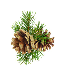 Christmas arrangement with pine twig and decorated with golden glitter pine cones isolated on white...