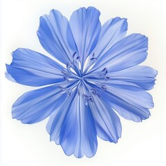 Obraz premium Steel-blue flower blooming beautifully against a serene white backdrop