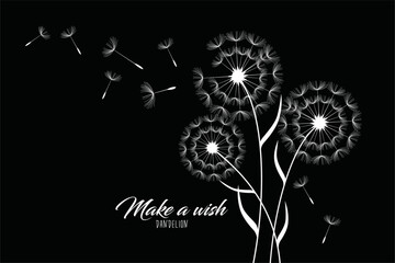Hand drawn dandelion flowers . Abstract floral summer posters, wall art isolated on  background.