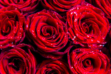 red roses background