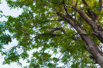 Fototapeta premium The lush green trees in the forest are a beautiful nature.