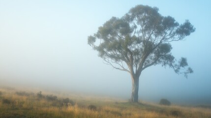 Obraz premium Solitary Tree in Fog