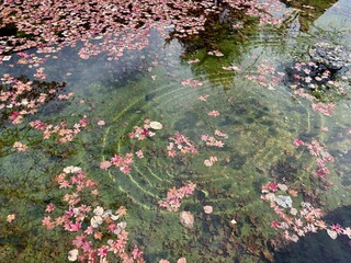 A small, clear pond seen from an outdoor studio in Mungyeong, Korea