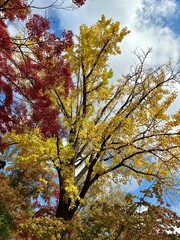 Red and yellow autumn leaves scenery