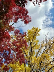 Clouds, red maple leaves and yellow ginkgo leaves