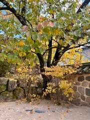 Maple leaves and stone walls seen at Bulguksa Temple in Gyeongju
