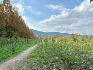 Panoramic view of the sky and trees from the Millennium Forest in Gyeongju, Korea