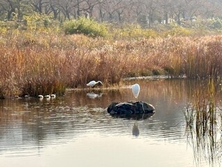 Two white birds on Bomun Lake in Gyeongju, Korea