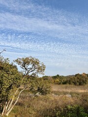Swamp scenery seen from Bomun Lake in Gyeongju, Korea (경주 보문호수에서 본 늪지 풍경)