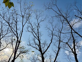 A bare tree branch with all its leaves removed from the Millennium Forest in Gyeongju, Korea