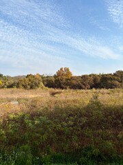 Swamps and bushes seen from Bomun Lake in Gyeongju, Korea