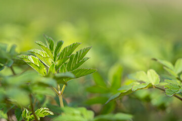 Young goutweed leaves for food in spring. Aegopodium podagraria commonly called ground elder, herb...