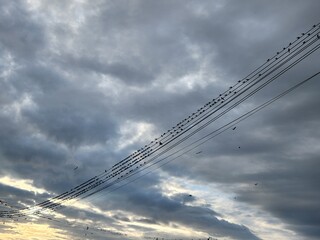 lines and clouds with group of bird