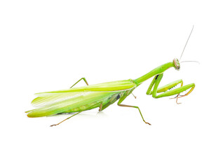 grasshopper. green grasshopper isolated on a transparen png.