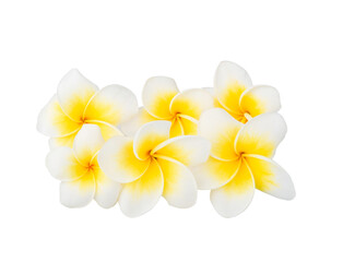 beautiful white plumeria rubra flower isolated on transparen png.