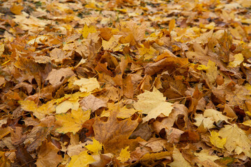 yellow autumn leaves on the ground. Autumn landscape