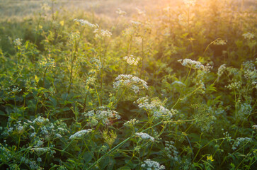 Chwasty przydrożne.  Blekot. Pietrasznik.