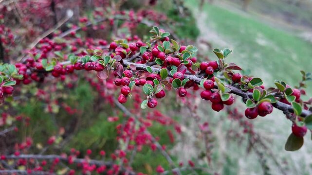 bush of red berries. A ripe coffee bush in the mountains of Vietnam, ready for harvest with green and red coffee cherries. Arabica and Robusta coffee grow. bumper crop of bright red Hawthorne berries
