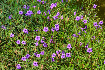 Obraz premium Ruellia simplex or Mexican petunia, which is an ornamental herbaceous perennial of the Acanthaceae family.